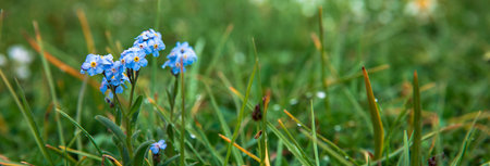 Spring Blue Flowers in Green Fieldの写真素材