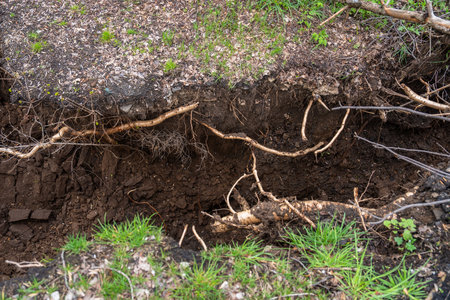 Landslides Reveal Tree Roots in Natureの写真素材