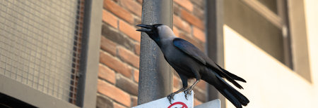 Extreme Heat Challenging Crows' Survival
