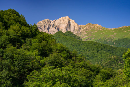 Mountain View with Green Forest