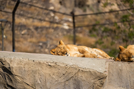 Two lionesses lying side by side, resting peacefully, capturing calm wildlife behavior and quiet...