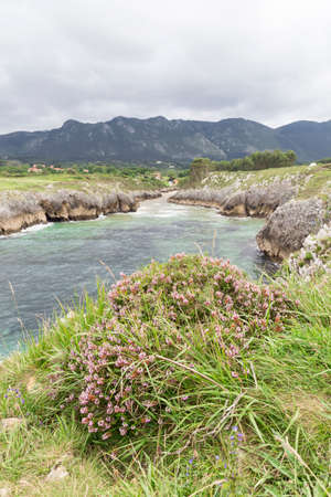 Photo of little plants and flowers on top of the cliffs in Spain, with the sea and mountains in the backgroundの写真素材
