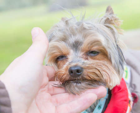 Yorkshire dog caressed by a hand. Close-up dogの写真素材