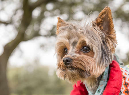 Close-up of yorkshire dogの写真素材