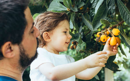 Cheerful positive boy enjoying spring family activity picking orange fruit from the tree during u-pick season at the farm.の写真素材