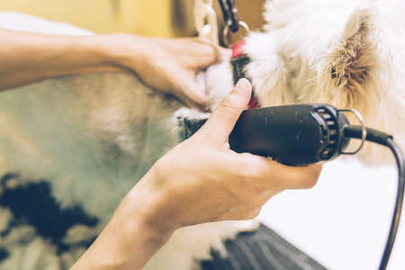 Female groomer haircut  dog on the table.の写真素材