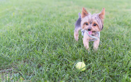 Yorkshire dog playing with tennis ball in public park with his owner. Concept of dog education.の写真素材