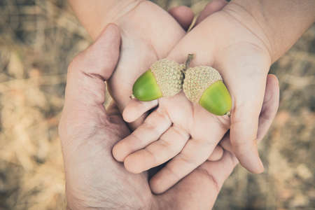Little girl's hands holding acorns, close-upの写真素材