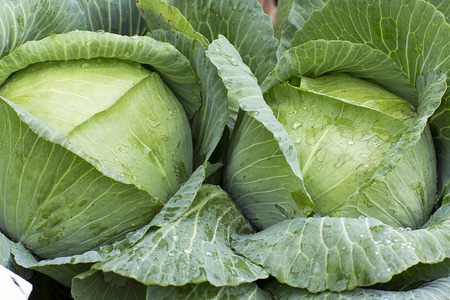 Two Cabbageの写真素材