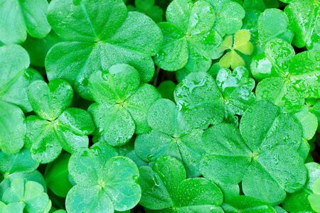 Cloverの写真素材