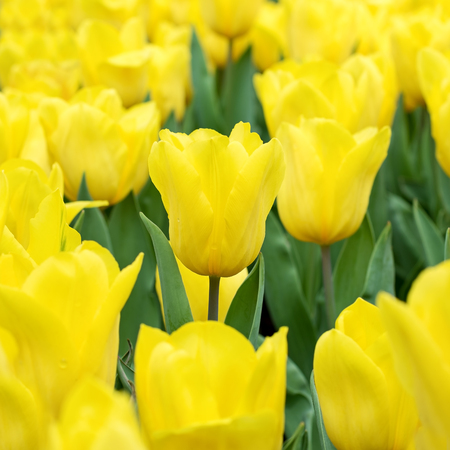 Yellow tulips fieldの写真素材