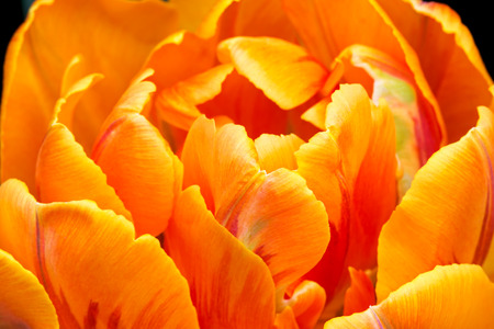 Close-up of orange color double early tulipの写真素材