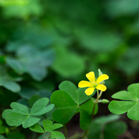 Clover and little yellow flowerの写真素材