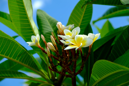 Frangipani Flowerの写真素材
