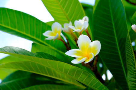 Frangipani Flowerの写真素材