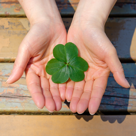 Hand holding a leaf cloverの写真素材