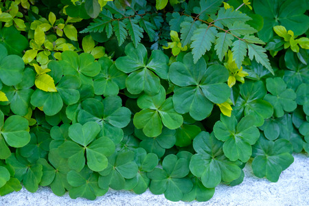 Large green clover field の写真素材