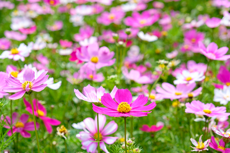Beautiful Cosmos flowers noon day sunの写真素材