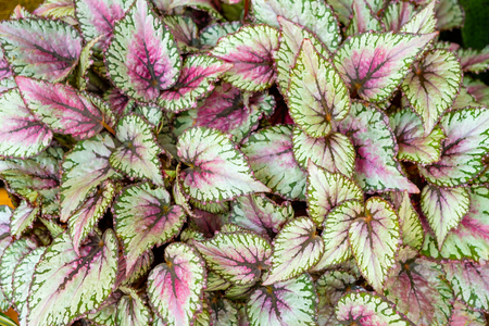 Begonia leaves rex-cultorumの写真素材