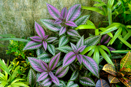 Purple Persian Shield plantの写真素材