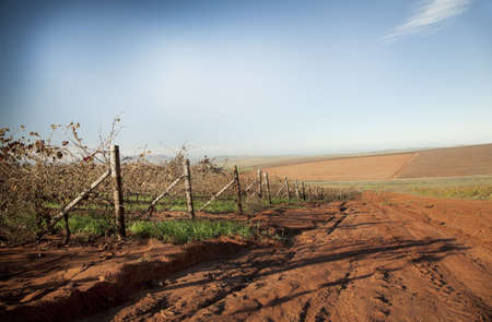 Dried autumn vineyards in the Swartland wine region of South Africa, sowing farmland and red soil.の写真素材