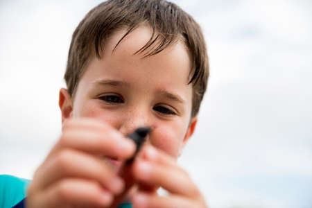 Little dung beetle found at beach by young boyの写真素材