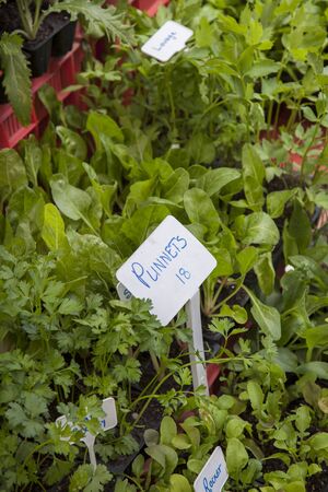 Herb punnets with seedlings in a retail nursery.の写真素材