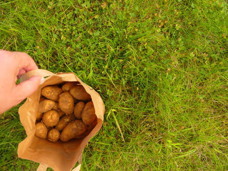 potatoes from farmerの写真素材