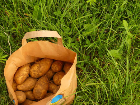 potatoes from farmerの写真素材