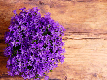 fresh flowersの写真素材