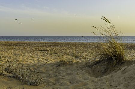 plant in arena dune in the playa at duskの写真素材