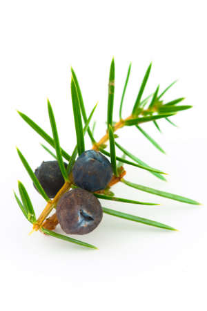 Juniper twig on a white backgroundの写真素材
