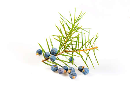 Juniper twig on a white backgroundの写真素材