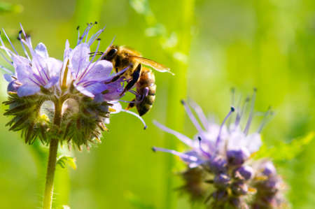 Honeybee の写真素材