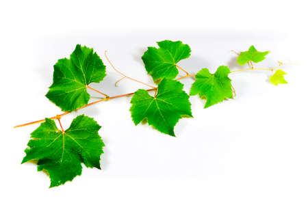 grape leaves の写真素材