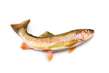 Rainbow Troutの写真素材