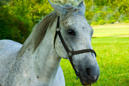 White Horse の写真素材