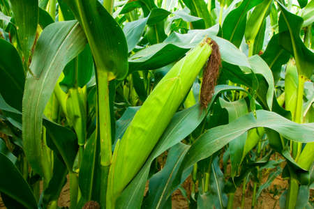Corn Ears with Silk and Stalks の写真素材