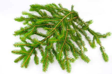 Fir branch の写真素材