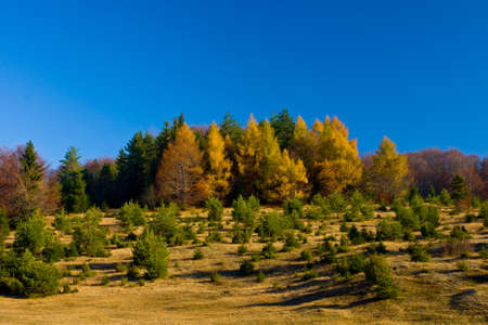Autumn Meadow の写真素材