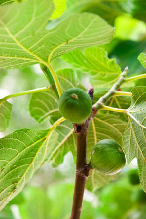 Fig  
