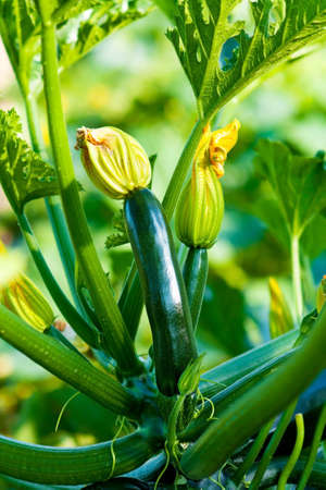Organic Zucchini  の写真素材