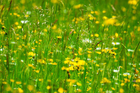 Meadow