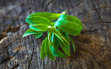 fresh stevia leavesの写真素材