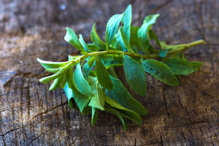 fresh stevia leavesの写真素材