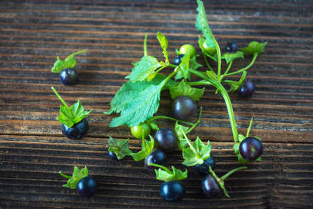 Jaltomataの写真素材