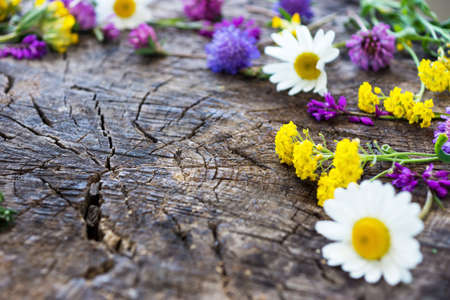 Wild Meadow Flowers on Wooden BackgroundCopy space. Free space for textの写真素材