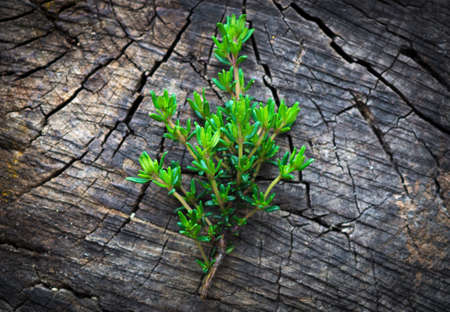 Fresh organic thyme on a wooden backgroundの写真素材