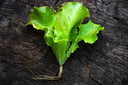 Fresh lettuce on kitchen table. Healthy organic food from garden.の写真素材