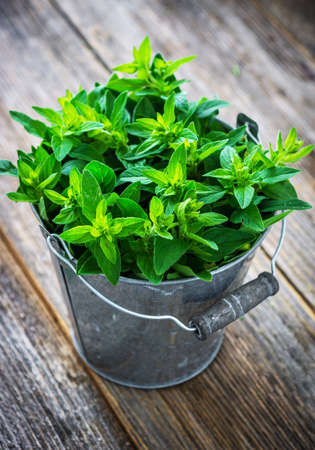 Fresh herb marjoram  on wooden backgroundの写真素材